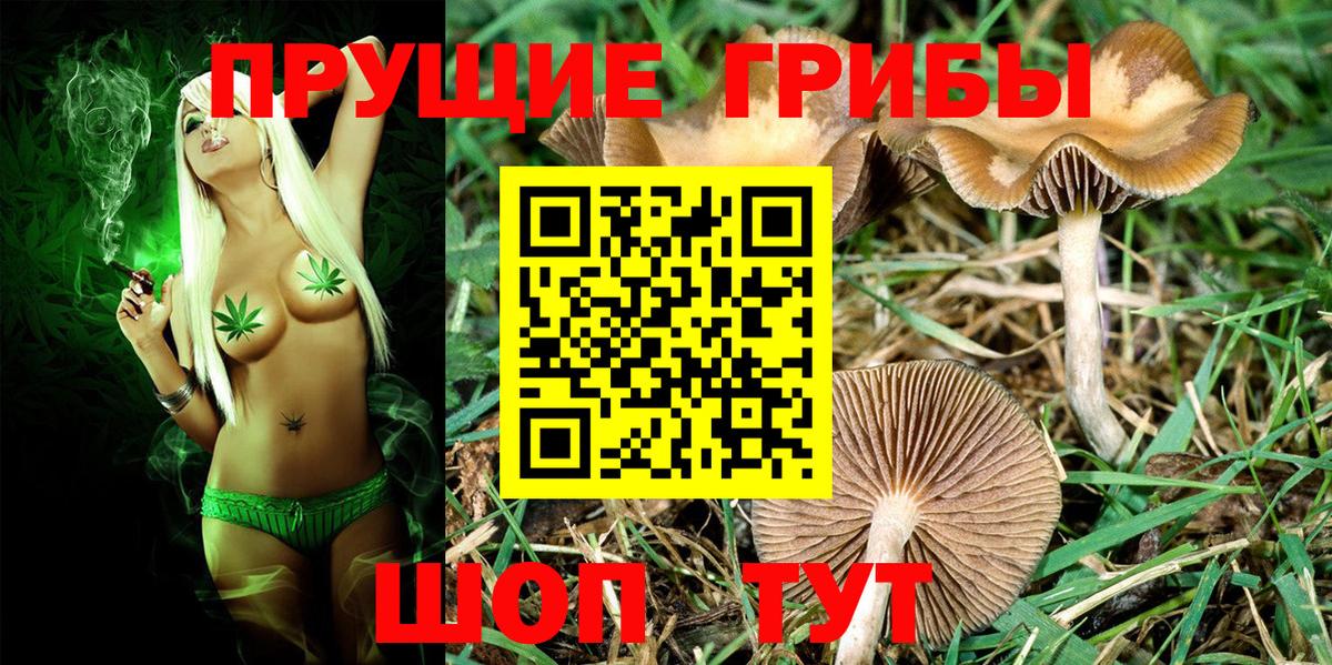 Благодарный  Псилоцибиновые грибы Psilocybine cubensis  Вход с VPN 